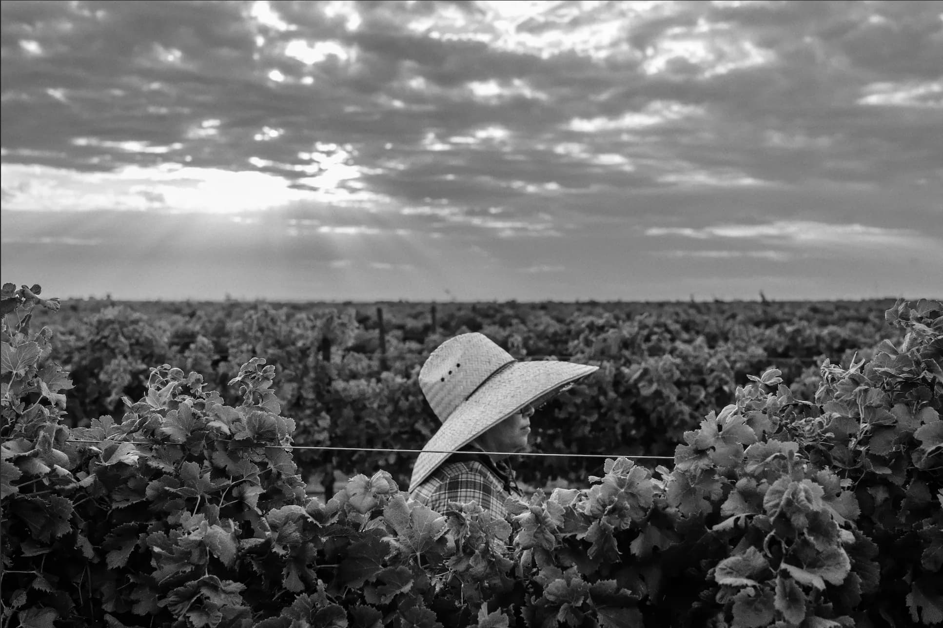 A hat resting on the vines at dusk