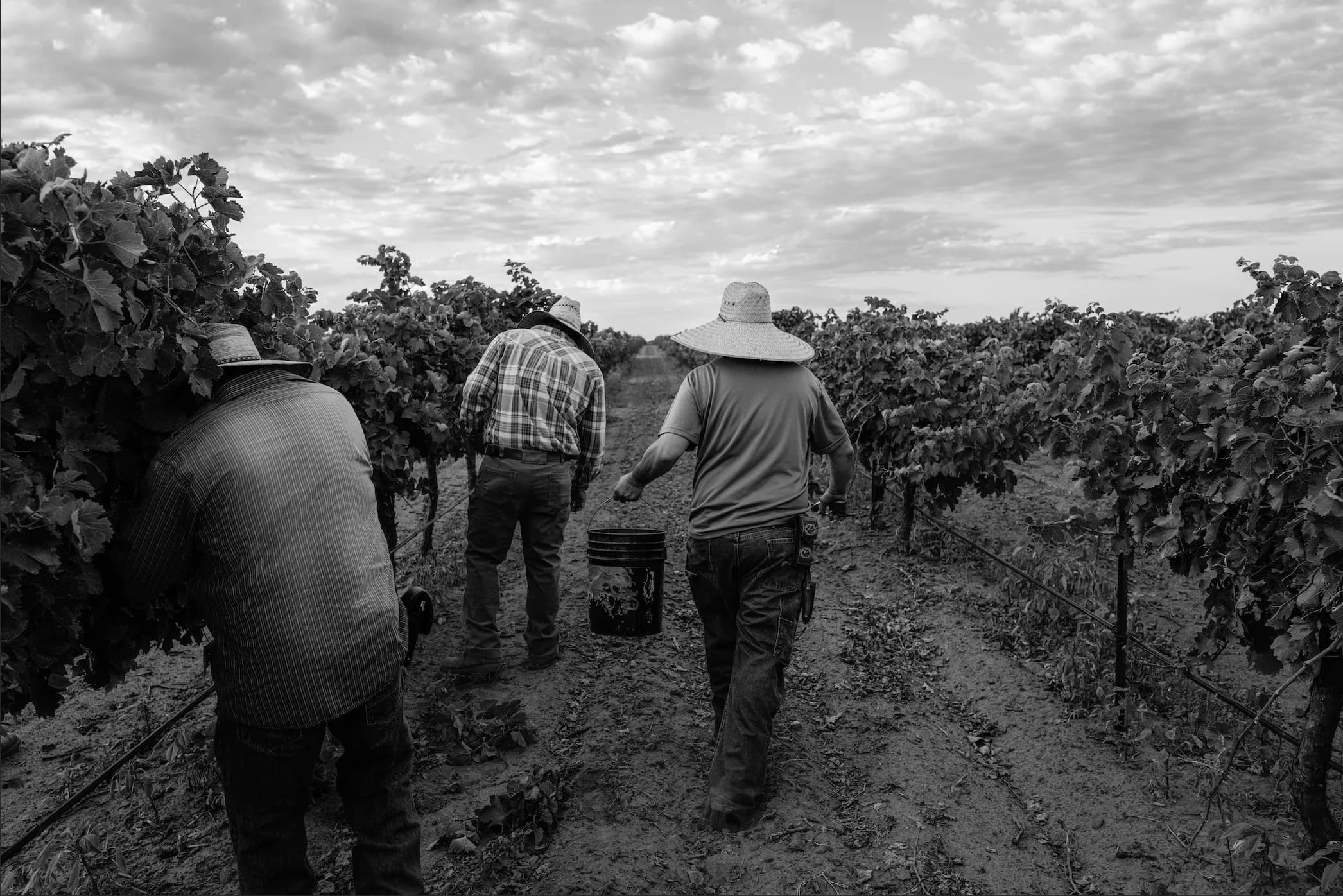 The crew walking a row at harvest