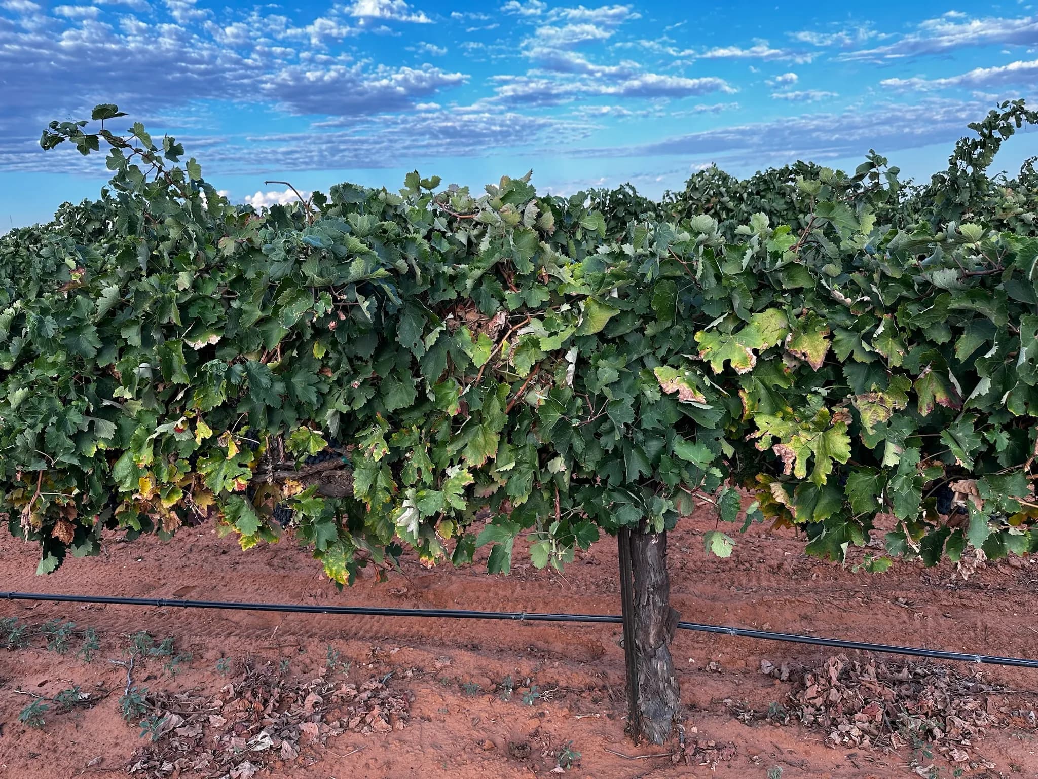 Vine rows on the High Plains